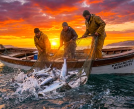 karadeniz’in kızıl elması türk somonu İhracatta 1 milyar dolar sınırına dayandı 01