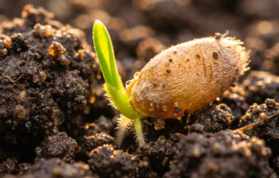 milli tohum atağı 02