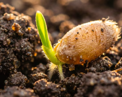 milli tohum atağı 02