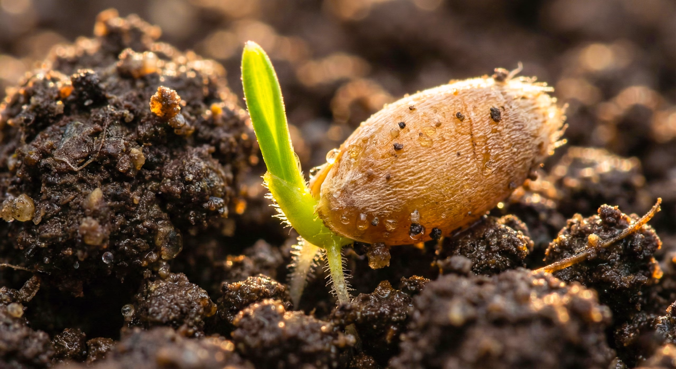 milli tohum atağı 02