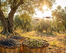 tarımsal rekordan dünya liderliğine türk zeytini 255 milyon dolarla İhracat tarihine geçti 01